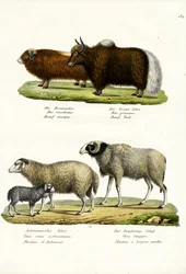 Musk Ox